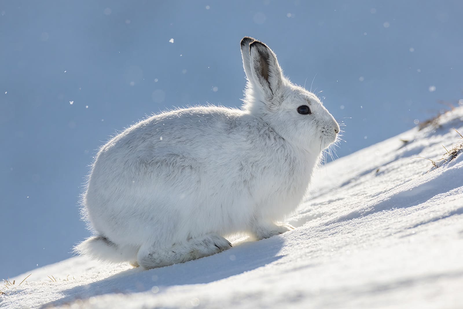 Winter Coat, Highland slope